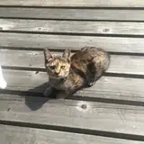 Est's sneezing girls page