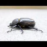 WKAR