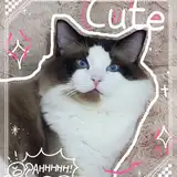 DaisyMeow
